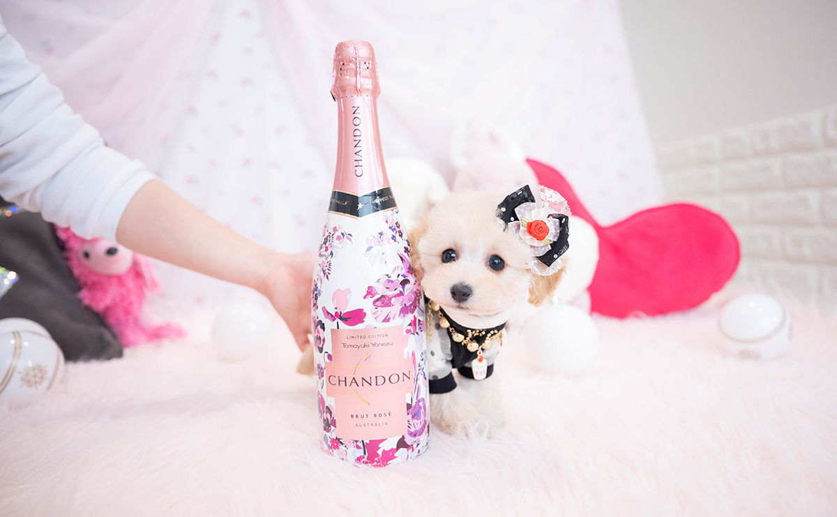 タイニープードルのクリームの女の子|2025年11月29日生まれ|No.11072|画像2枚目