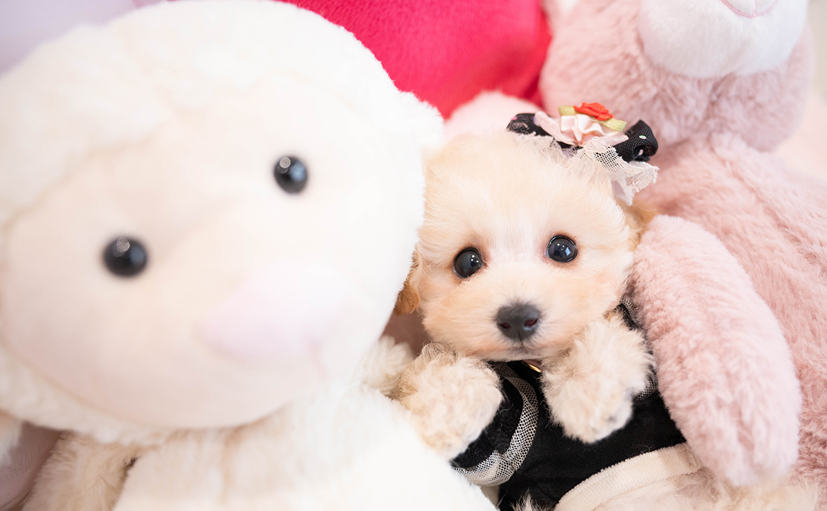 タイニープードルのクリームの女の子|2025年11月29日生まれ|No.11072|画像0枚目