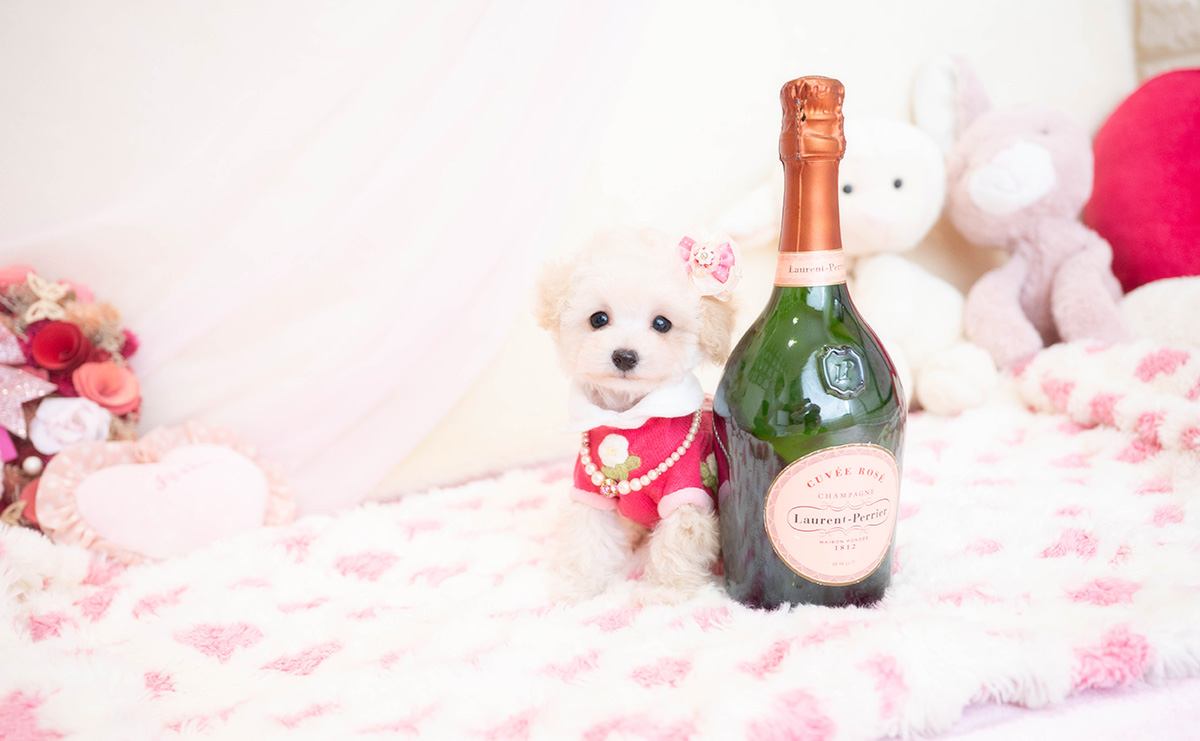 ティーカッププードルのクリームの女の子|2025年11月29日生まれ|No.11077|画像2枚目