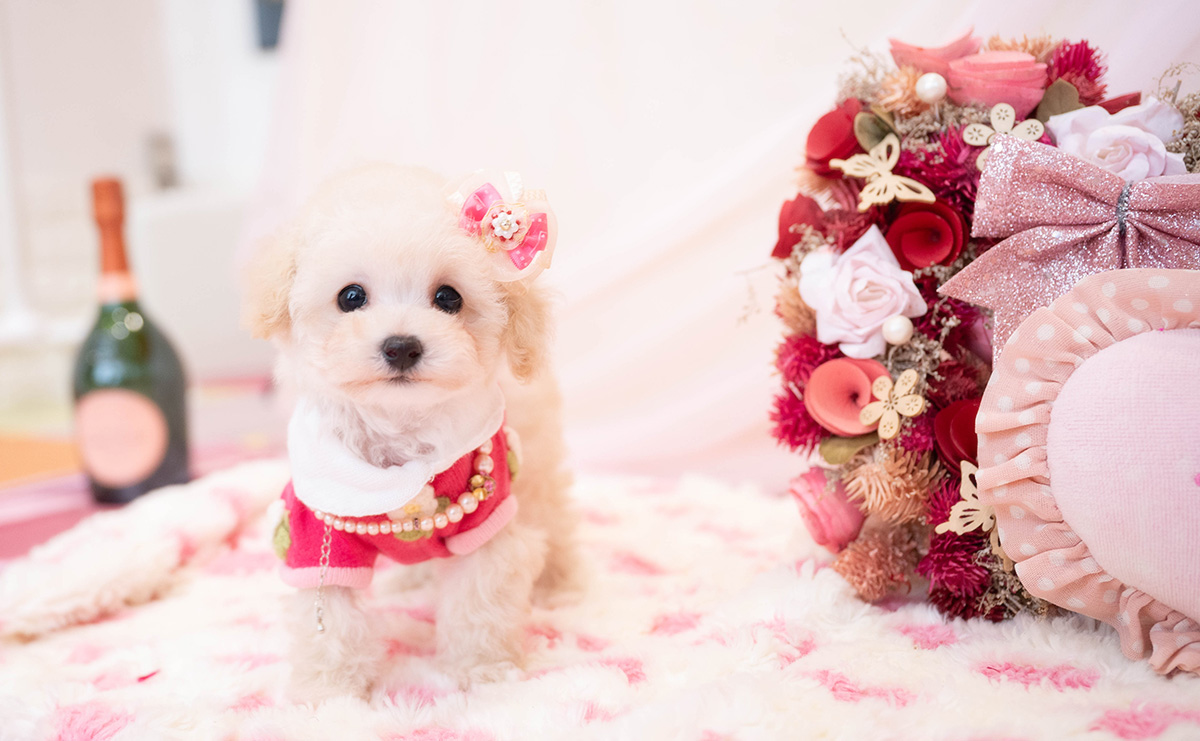 ティーカッププードルのクリームの女の子|2025年11月29日生まれ|No.11077|画像0枚目