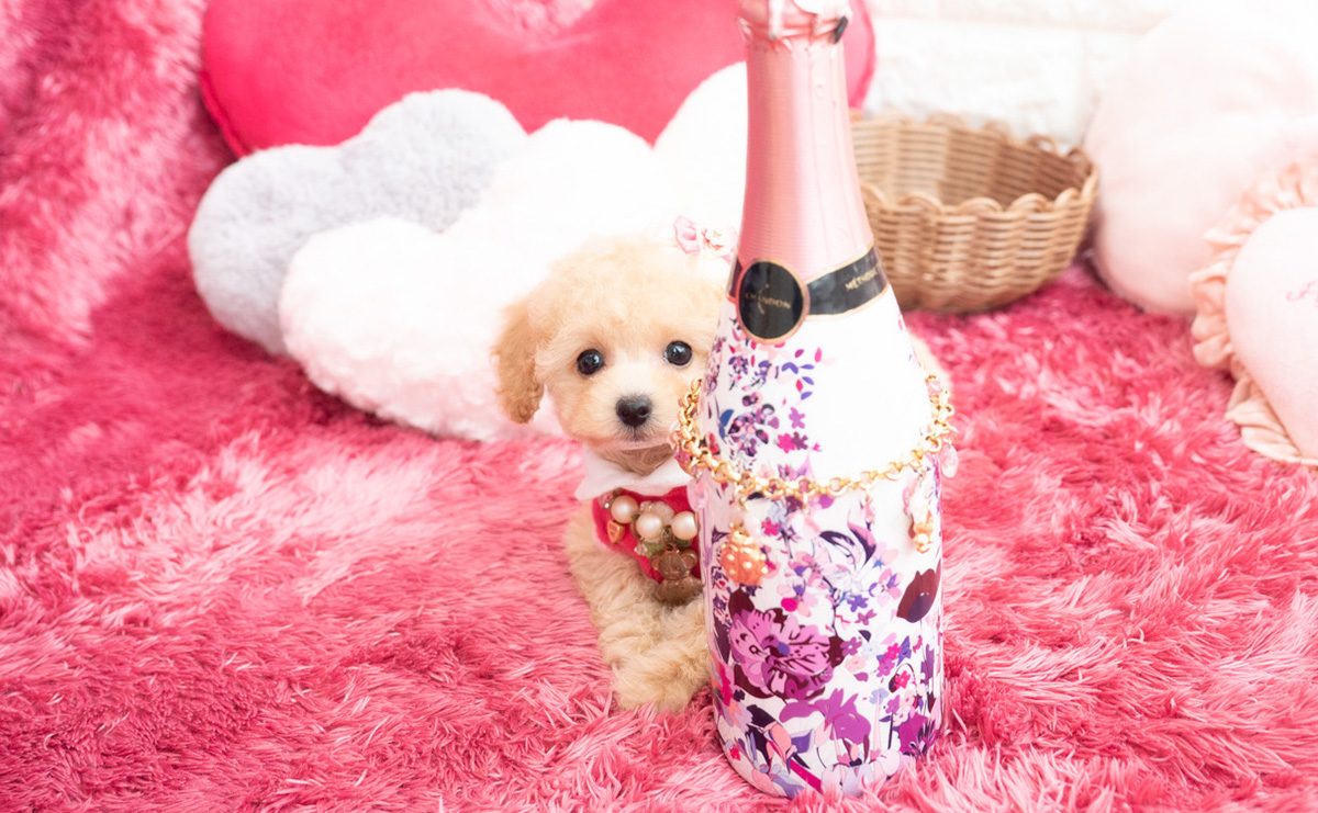 タイニープードルのクリームの女の子|2026年1月7日生まれ|No.11122|画像0枚目