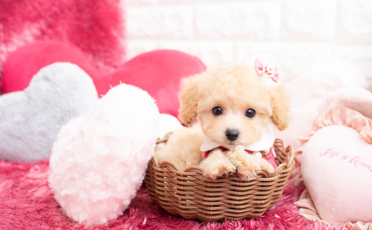 タイニープードルのクリームの女の子|2026年1月7日生まれ|No.11122|画像1枚目