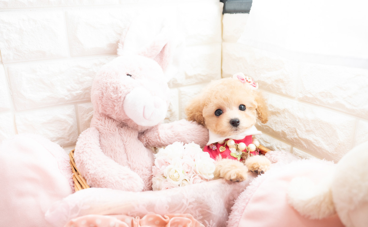 タイニープードルのクリームの女の子|2026年1月7日生まれ|No.11122|画像2枚目