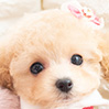 タイニープードルのクリームの女の子(2026年1月7日生まれ)