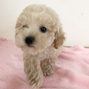 タイニープードルのクリームの男の子|2026年1月9日生まれ|No.11134|画像0枚目