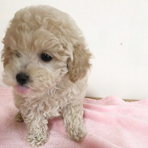 タイニープードルのクリームの男の子|2026年1月9日生まれ|No.11134|画像1枚目