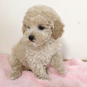 タイニープードルのクリームの男の子|2026年1月9日生まれ|No.11134|画像2枚目