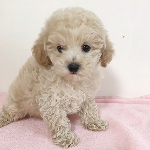 タイニープードルのクリームの男の子|2026年1月9日生まれ|No.11134|画像3枚目