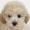 タイニープードルのクリームの男の子(2026年1月9日生まれ)