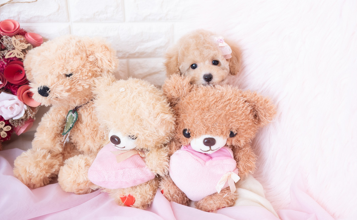 タイニープードルのクリームの女の子|2026年1月7日生まれ|No.11131|画像1枚目