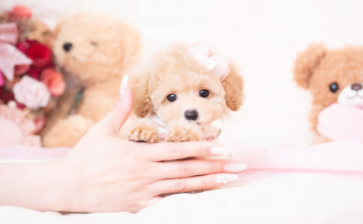 タイニープードルのクリームの女の子|2026年1月7日生まれ|No.11131|画像0枚目