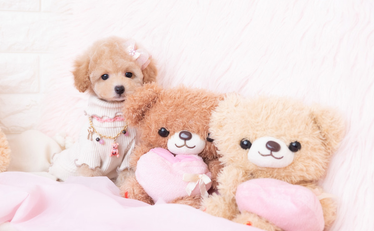 タイニープードルのクリームの女の子|2026年1月7日生まれ|No.11131|画像2枚目