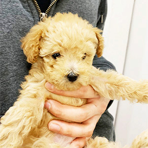 タイニープードルのクリームの男の子|2026年2月21日生まれ|No.11157|画像1枚目