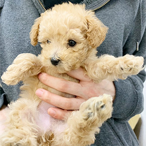 タイニープードルのクリームの男の子|2026年2月21日生まれ|No.11157|画像3枚目