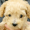 タイニープードルのクリームの男の子(2026年2月21日生まれ)