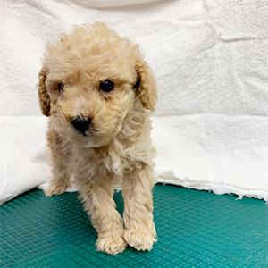 トイプードルのクリームの男の子|2026年2月21日生まれ|No.11158|画像0枚目