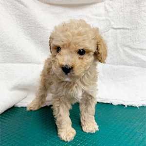 トイプードルのクリームの男の子|2026年2月21日生まれ|No.11158|画像1枚目