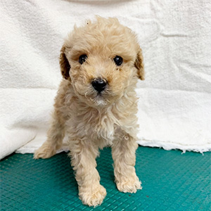 トイプードルのクリームの男の子|2026年2月21日生まれ|No.11158|画像2枚目