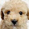 トイプードルのクリームの男の子(2026年2月21日生まれ)