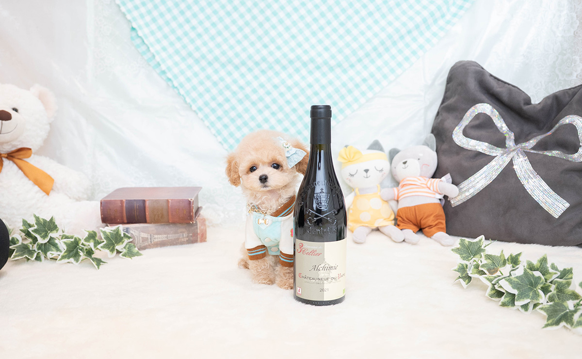 トイプードルのクリームの男の子|2026年1月19日生まれ|No.11165|画像2枚目