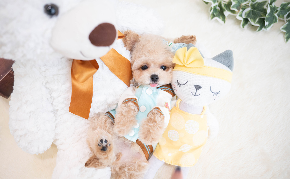 トイプードルのクリームの男の子|2026年1月19日生まれ|No.11165|画像1枚目