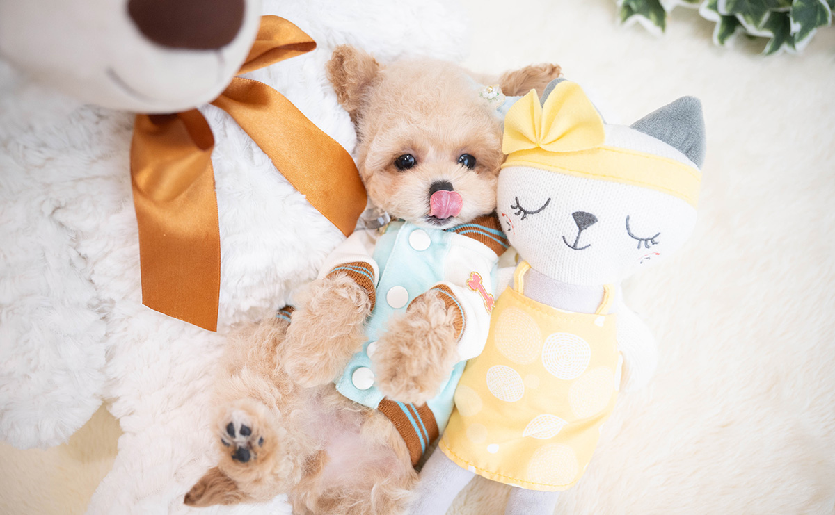 トイプードルのクリームの男の子|2026年1月19日生まれ|No.11165|画像0枚目