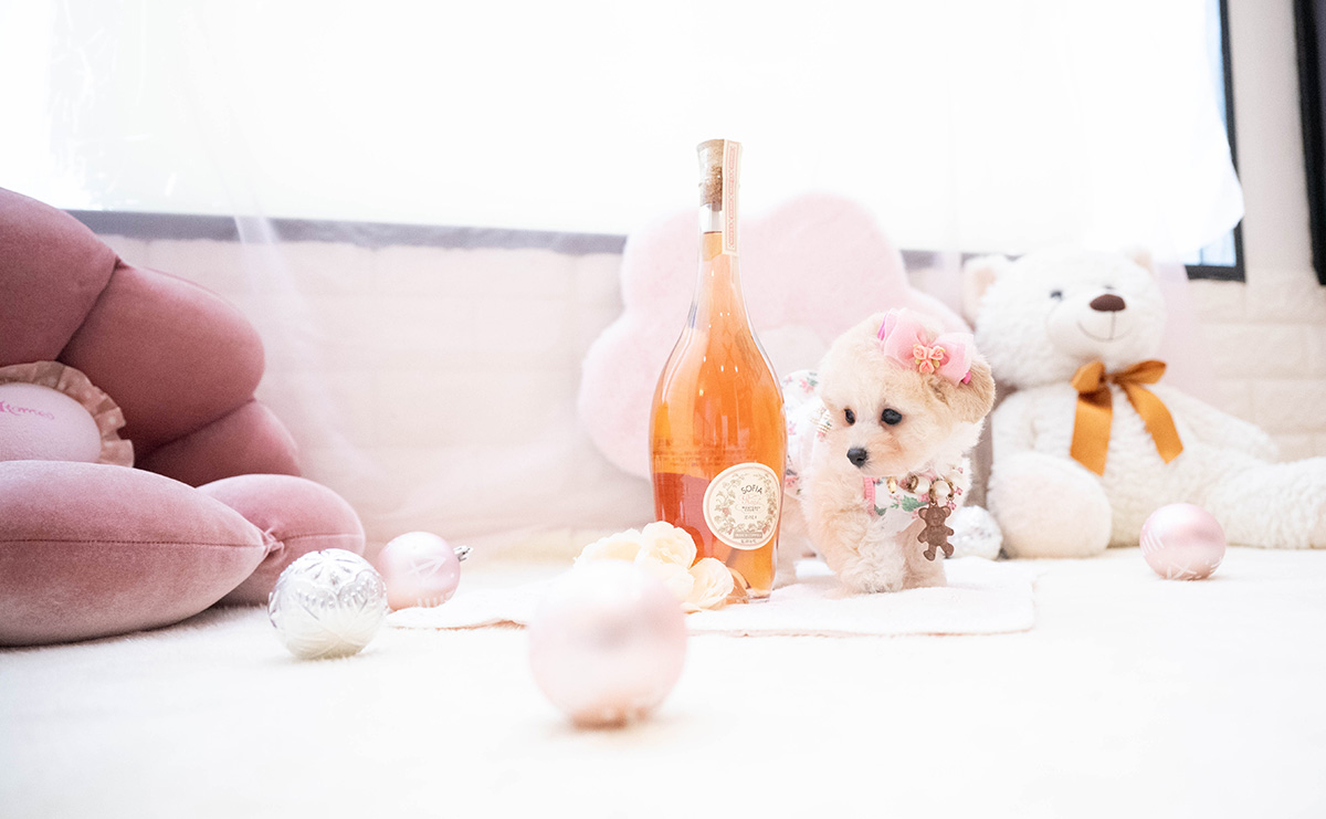 ティーカッププードルのクリームの女の子|2026年6月7日生まれ|No.11331|画像4枚目