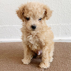 トイプードルのクリームの男の子|2026年8月26日生まれ|No.11421|画像4枚目