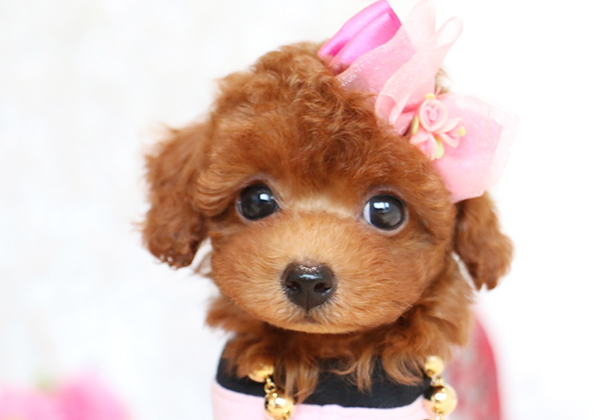 トイプードルのレッドの子犬、この可愛さはブリーダーならでは！ | NO.06165 3枚目