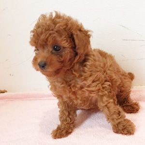 タイニープードルのレッドの女の子|2025年9月18日生まれ|No.10912|画像0枚目