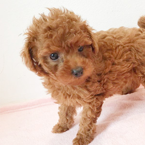 タイニープードルのレッドの女の子|2025年9月18日生まれ|No.10912|画像1枚目