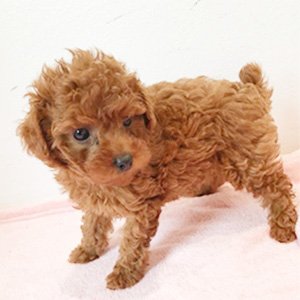 タイニープードルのレッドの女の子|2025年9月18日生まれ|No.10912|画像2枚目