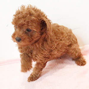 タイニープードルのレッドの女の子|2025年9月18日生まれ|No.10912|画像3枚目