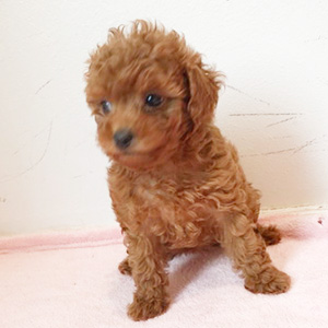 タイニープードルのレッドの女の子|2025年9月18日生まれ|No.10912|画像4枚目