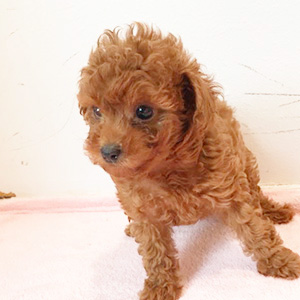 タイニープードルのレッドの女の子|2025年9月18日生まれ|No.10912|画像5枚目