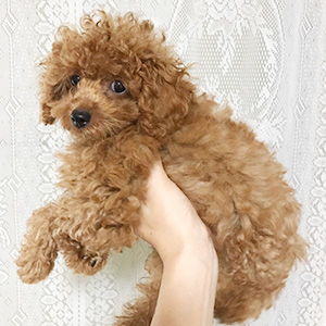 トイプードルのレッドの男の子|2025年6月13日生まれ|No.10920|画像1枚目