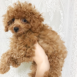トイプードルのレッドの男の子|2025年6月13日生まれ|No.10920|画像2枚目