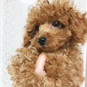 トイプードルのレッドの男の子|2025年6月13日生まれ|No.10920|画像0枚目