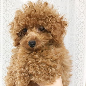 トイプードルのレッドの男の子|2025年6月13日生まれ|No.10920|画像3枚目