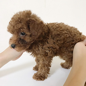 トイプードルのレッドの男の子|2025年9月1日生まれ|No.10927|画像0枚目