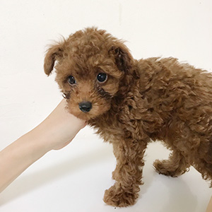 トイプードルのレッドの男の子|2025年9月1日生まれ|No.10927|画像1枚目