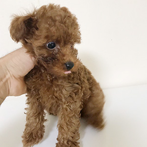 トイプードルのレッドの男の子|2025年9月1日生まれ|No.10927|画像2枚目