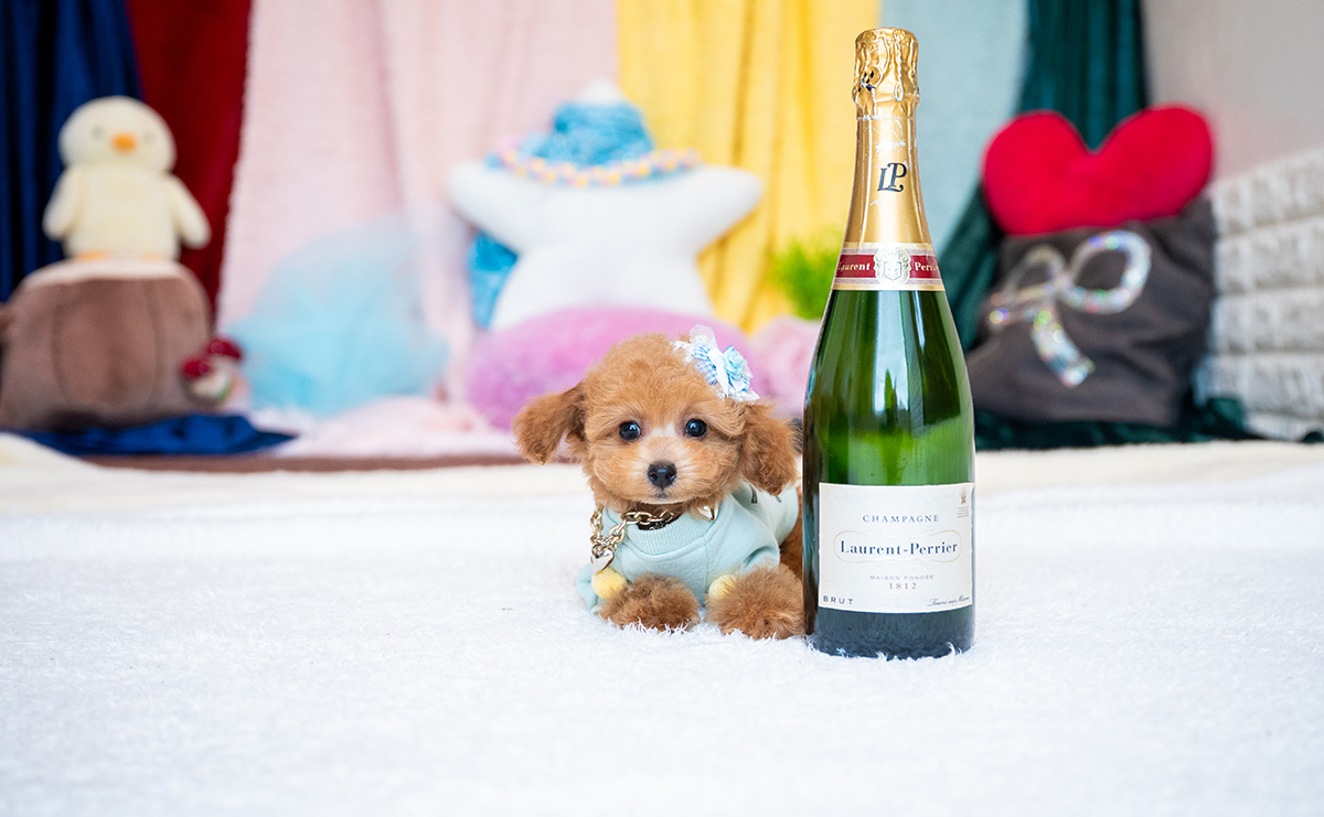 タイニープードルのレッドの男の子|2025年9月3日生まれ|No.10931|画像1枚目