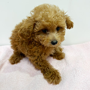 タイニープードルのレッドの女の子|2025年9月1日生まれ|No.10934|画像2枚目