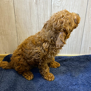 タイニープードルのレッドの女の子|2025年9月7日生まれ|No.10935|画像2枚目