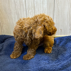 タイニープードルのレッドの女の子|2025年9月7日生まれ|No.10935|画像3枚目