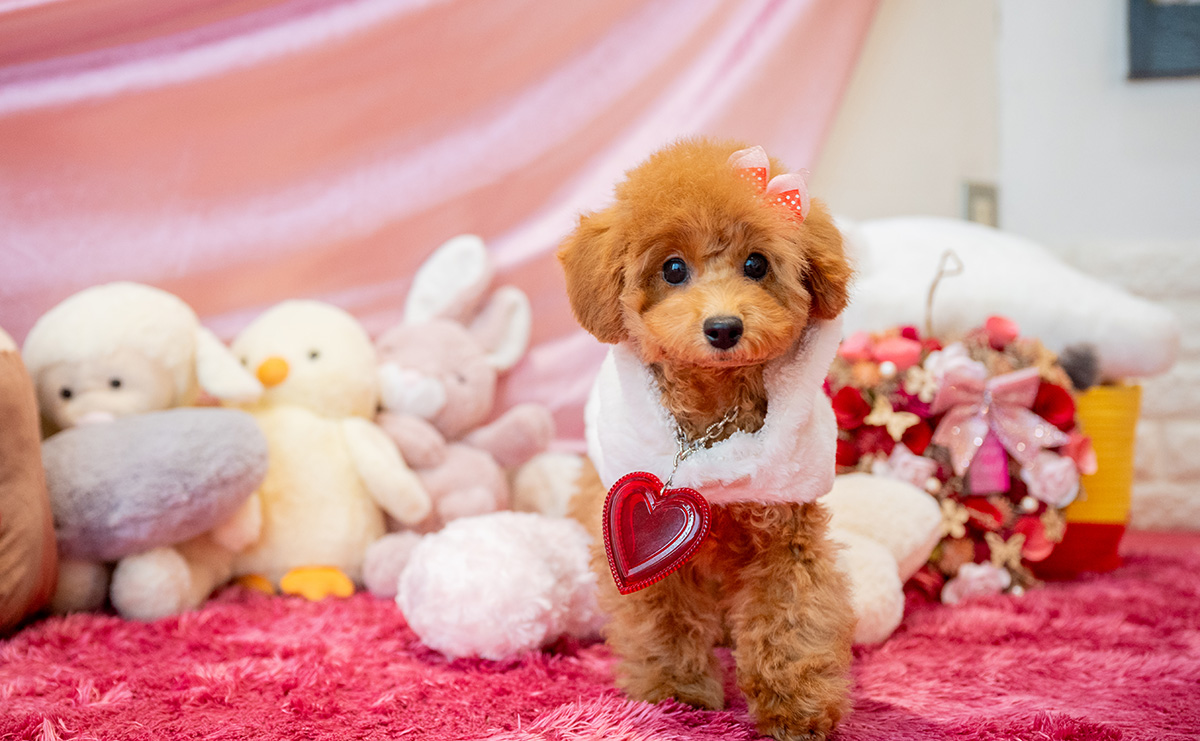 タイニープードルのレッドの女の子|2025年7月28日生まれ|No.10936|画像0枚目