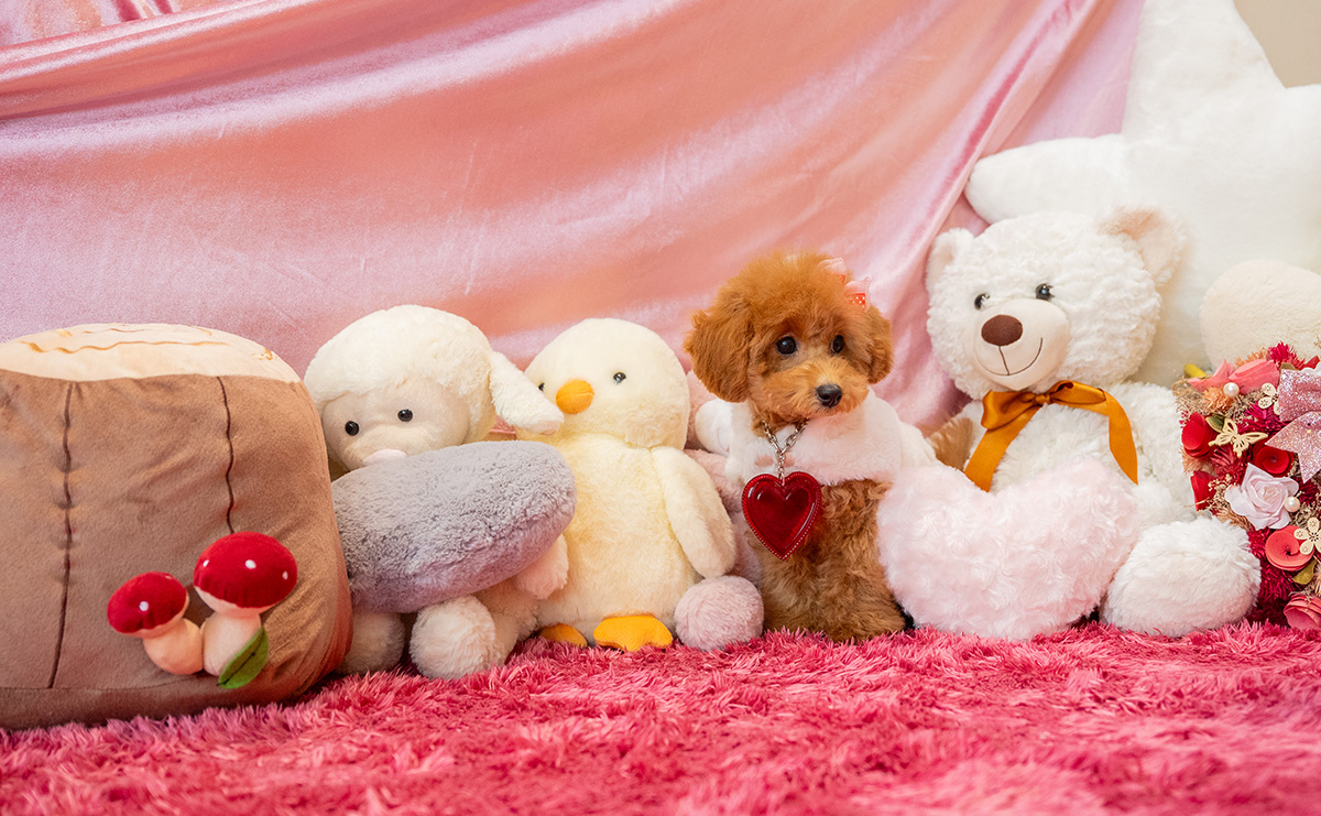 タイニープードルのレッドの女の子|2025年7月28日生まれ|No.10936|画像3枚目