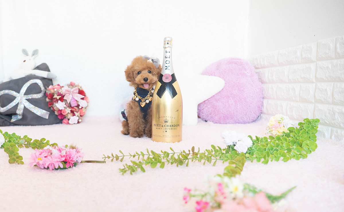 タイニープードルのレッドの女の子|2025年7月17日生まれ|No.10954|画像1枚目