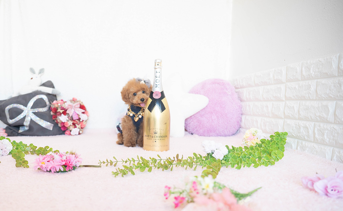 タイニープードルのレッドの女の子|2025年7月17日生まれ|No.10954|画像2枚目